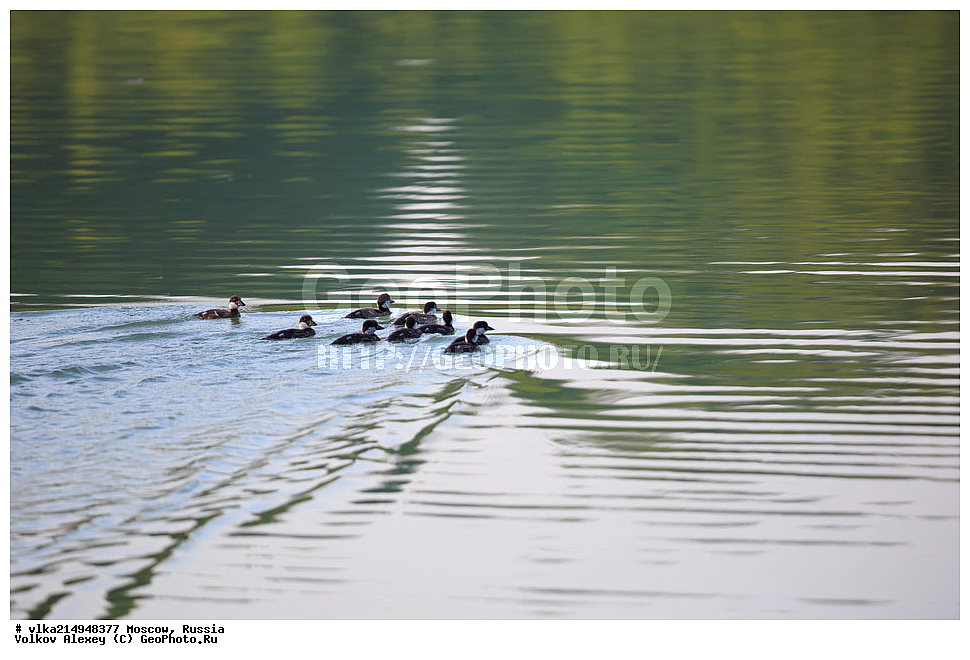 ��������, ��������, ��������, �����������, ������� �����, ������� �����, XYZ, �������, ��������, ������, ������, Anatidae, ������, Bucephala clangula