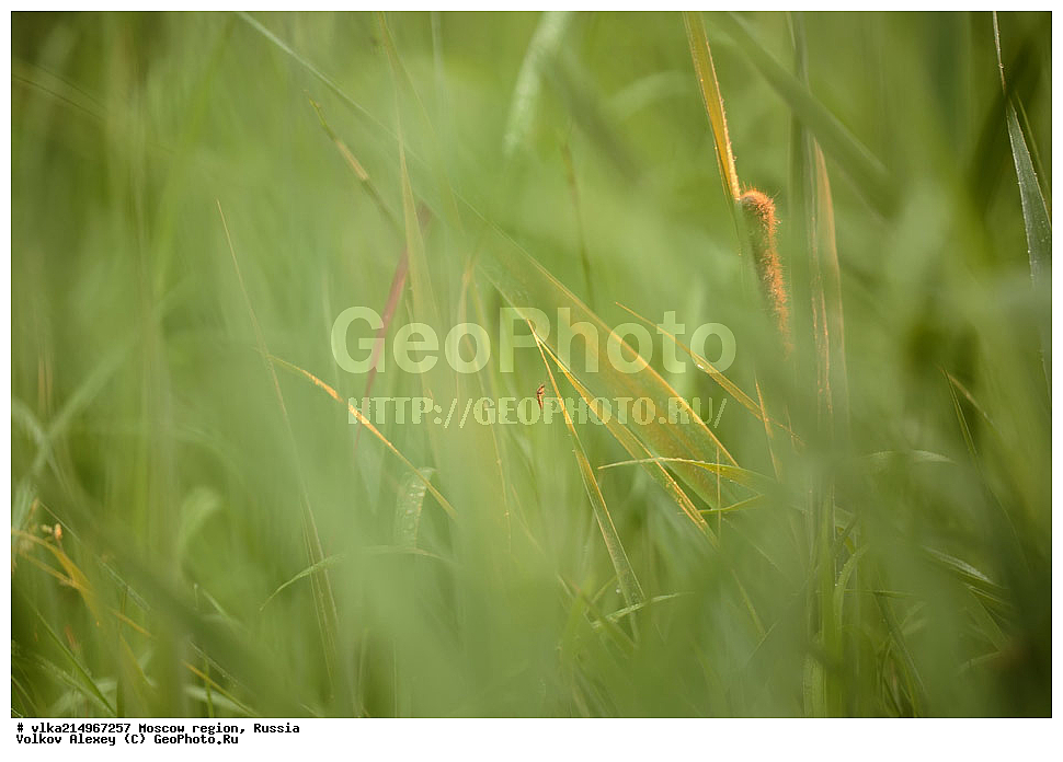 ��������, ��������, ���������, ���������, �����������, �������, �������, ���������� �������, ������, XYZ, �����������, �����������, Lasiocampidae, ���������� ��������, Euthrix potatoria, ��������������, �������������, ��������������