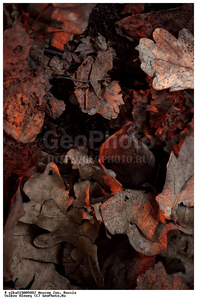 ������, ������, �������, ������, �������������, ��������, ��������, �������������, �������������, �����, �����, XYZ, �������������, Soricidae, ������������ ���������, ������������ ����������, ������ ����������, Sorex araneus