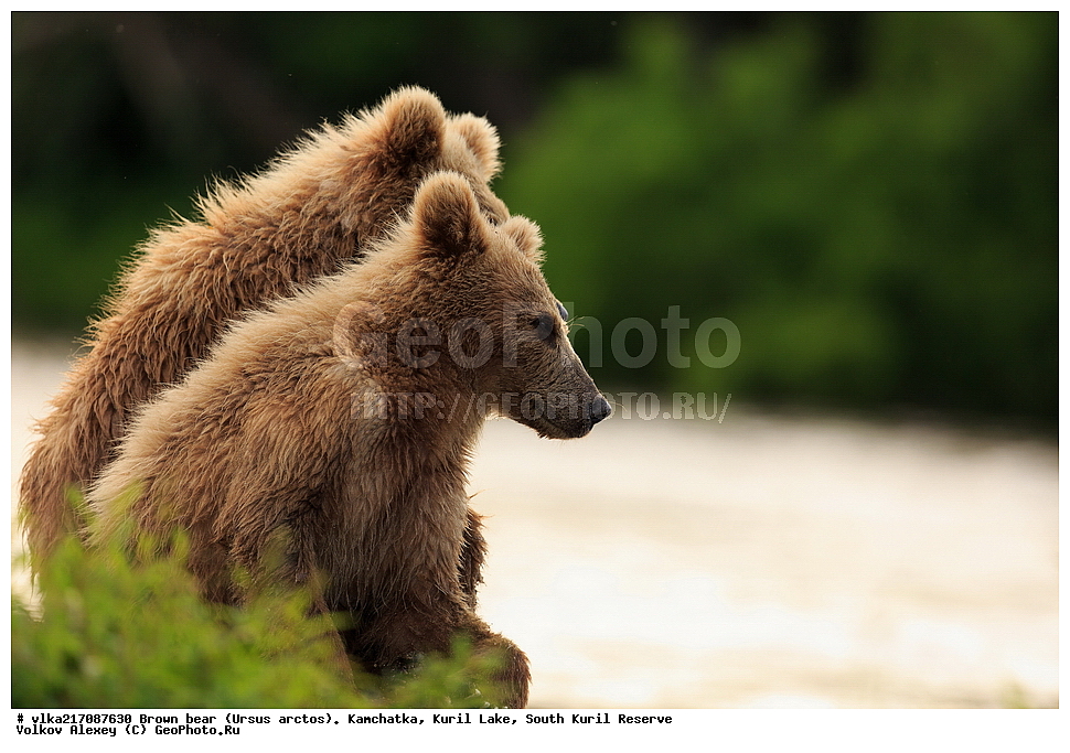 ����� �������, Ursus arctos,   ����� ���������� , ��������, ����-���������� ��������, �� ��������, ��������, ��������, �������������, �������������, �����, �����, �������, ������, XYZ, ��������, Ursidae, ������������ �������
