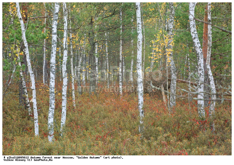 ������� �����, �����������, ������� ���, ��������, ����� ����