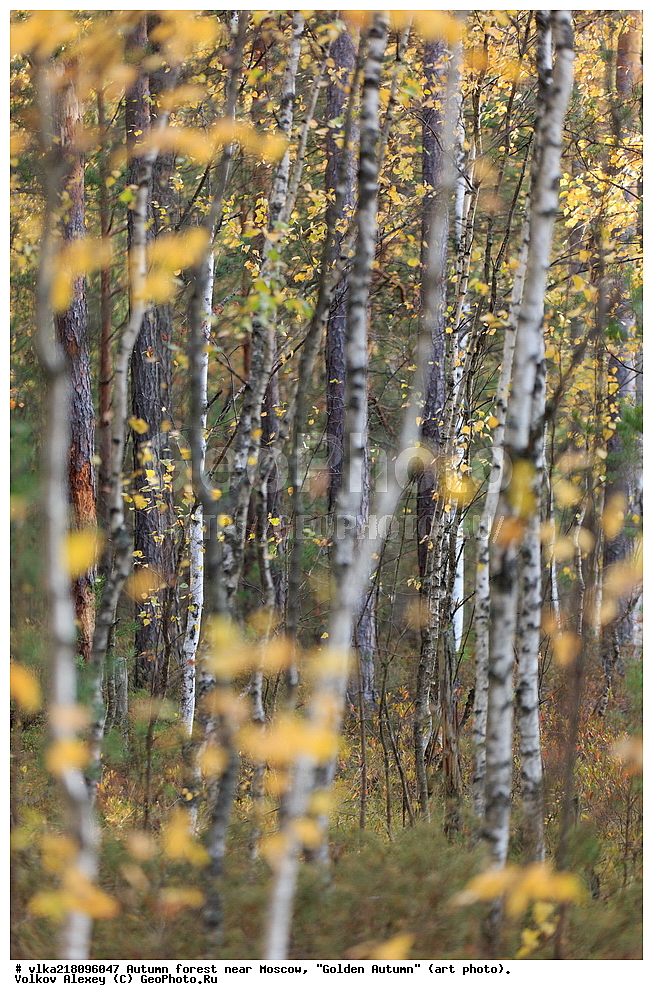 ������� �����, �����������, ������� ���, ��������, ����� ����