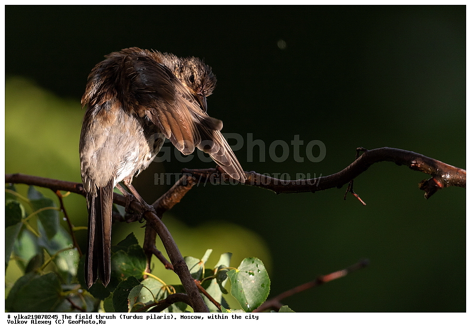 Turdidae, Turdus pilaris, XYZ, ���������, ��������, ������, ��������,  , ��������, �����, �����, ��������, �����������,   �����, �����, �����,  