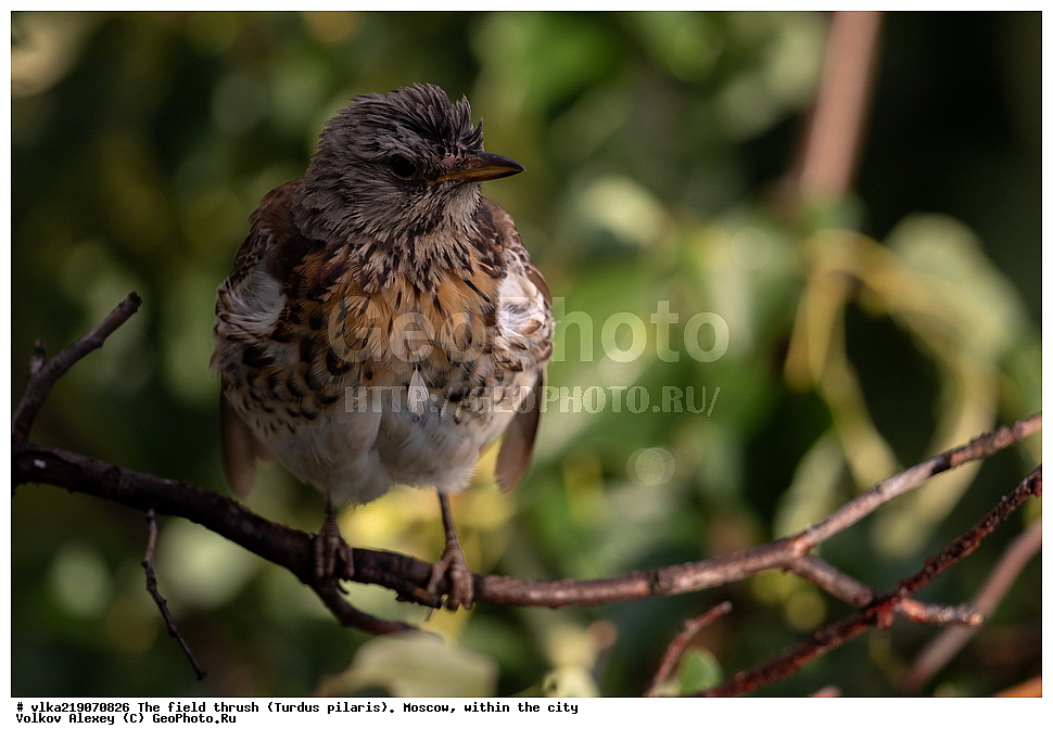 Turdidae, Turdus pilaris, XYZ, ���������, ��������, ������, ��������,  , ��������, �����, �����, ��������, �����������,   �����, �����, �����,  