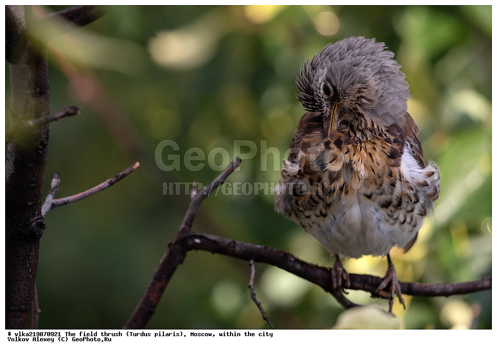 Turdidae, Turdus pilaris, XYZ, ���������, ��������, ������, ��������,  , ��������, �����, �����, ��������, �����������,   �����, �����, �����,  