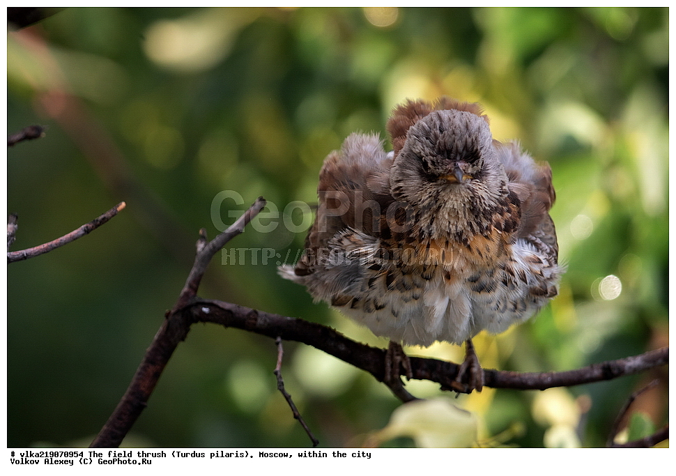 Turdidae, Turdus pilaris, XYZ, ���������, ��������, ������, ��������,  , ��������, �����, �����, ��������, �����������,   �����, �����, �����,  