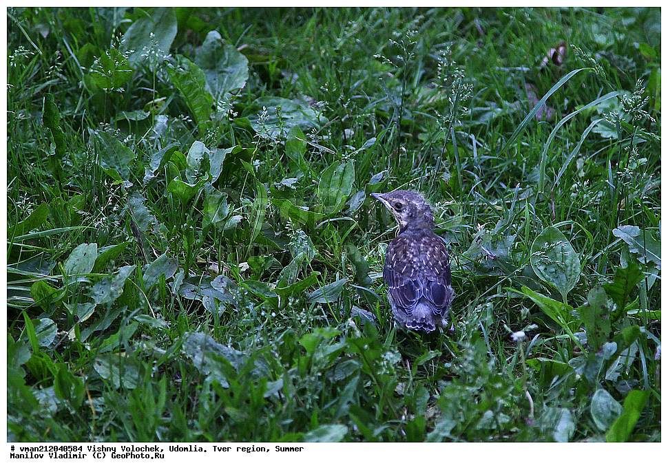  ������ �������, �������� �������, ������ ������, ������