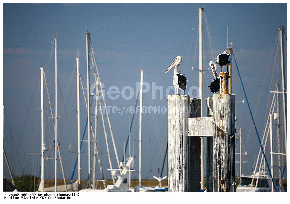 �������, �����������, �����, ���������, ��������, ��������, �����, �����, ��������, �����������, ������� �����, ������� �����, XYZ, �����������, Pelecanidae, ������������� �������, ������� �������, Pelecanus conspicillatus, ��������, ��������, �����, �����, ��������, �����������, ������� �����, ������� �����, XYZ, �����������, Pelecanidae, ������������� �������, ������� �������, Pelecanus conspicillatus