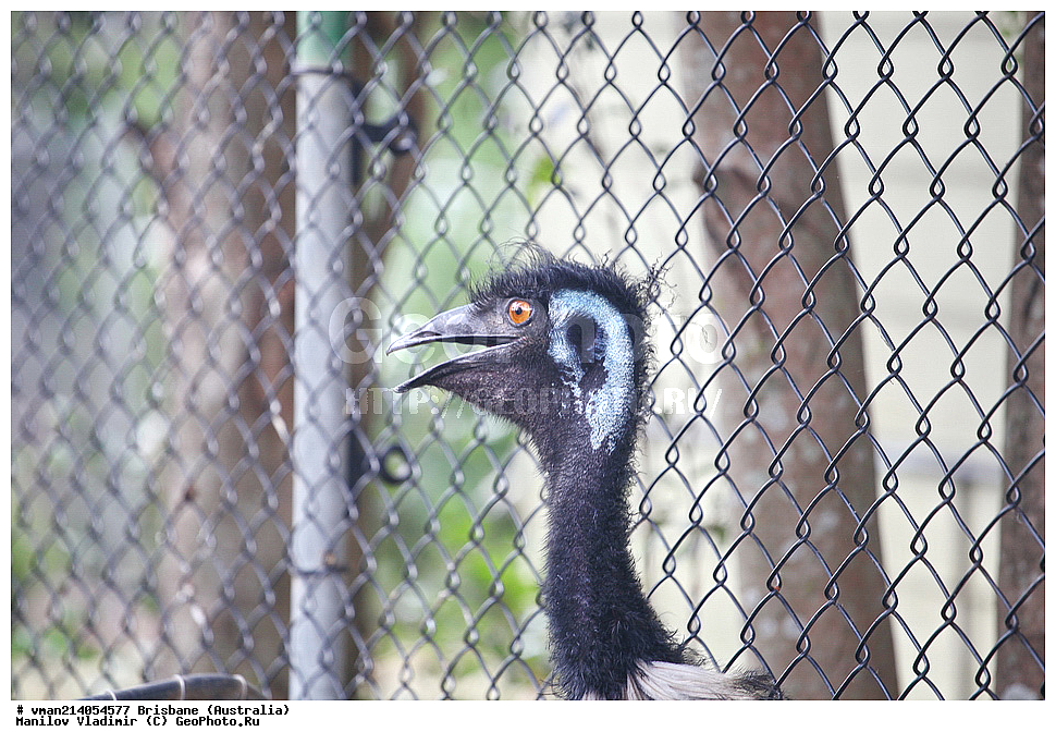 �������, �����������, �����, ���������, ��������, ��������, �����, �����, ��������, �����������, XYZ, ���, Dromaiidae, ���, Dromaius novaehollandiae