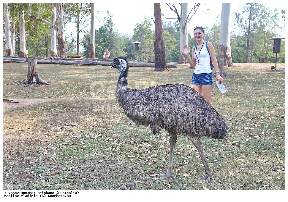 �������, �����������, �����, ���������, ��������, ��������, �����, �����, ��������, �����������, XYZ, ���, Dromaiidae, ���, Dromaius novaehollandiae