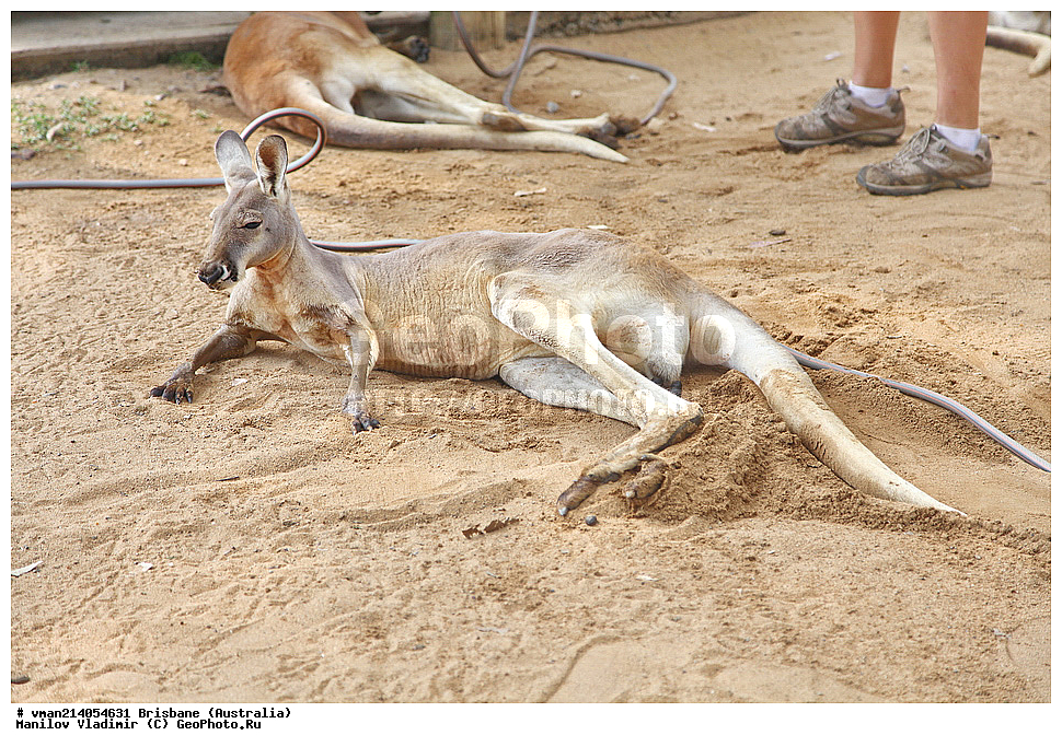 �������, �����������, �����, ���������