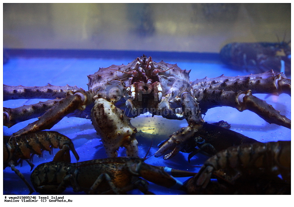 ���������, ������, ������, ��́����