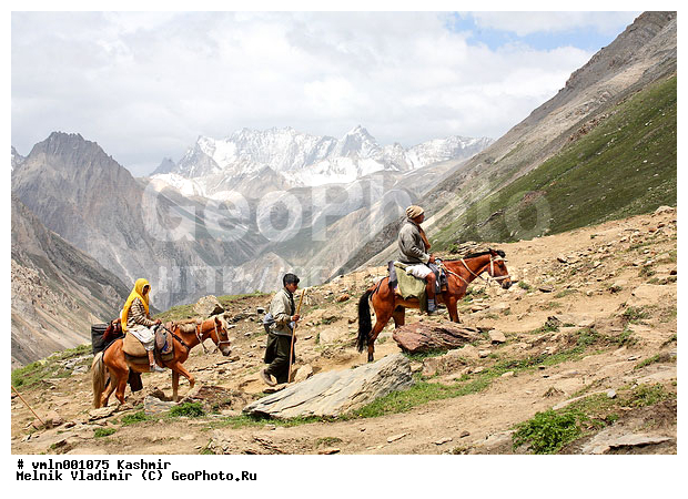 �������, ������, ����, �����������, �������, ����, ������, �����, �������, �����, ������, ������, ����, ��������, �������������, ����, �������, �����, ��������� ������ �������, ���������, �����, ��������, �����, ������, ��������, ��������, �������������, �������������, �����, �����, XYZ, ���������, Equidae, �������� ������, Equus ferus caballus