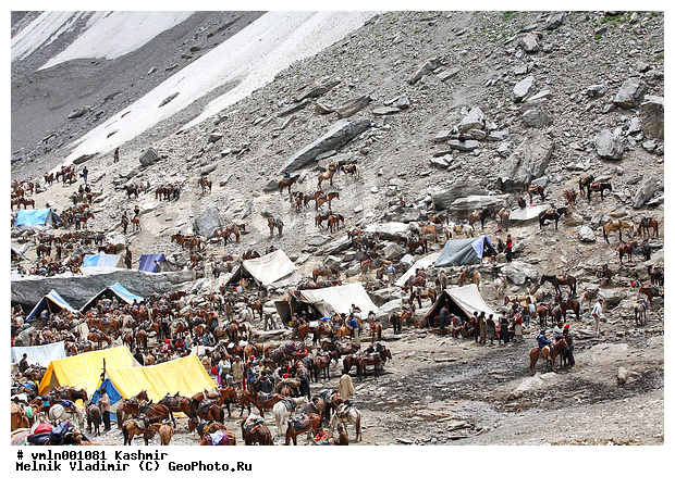 �������, ������, ����, �����������, �������, ����, ������, �����, �������, �����, ������, ������, ����, ��������, �������������, ����, �������, �����, ��������� ������ �������, ���������, �����, ��������, �����, ������, ��������, ��������, �������������, �������������, �����, �����, XYZ, ���������, Equidae, �������� ������, Equus ferus caballus