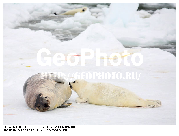 �����, �����, ����� ����, ������, ������������ ������, ������, ���, �� ����, ������ �������, ���������, ������, ����������, ��������, ������� �������������, ������� �������������, ������� �����, XYZ, ��������� ������, Phocidae, ������������ ������, �����, Pagophilus groenlandicus