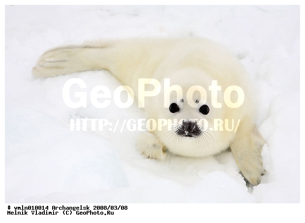 �����, �����, ����� ����, ������, ������������ ������, ������, ���, �� ����, ������ �������, ���������, ������, ����������, ��������, ������� �������������, ������� �������������, ������� �����, XYZ, ��������� ������, Phocidae, ������������ ������, �����, Pagophilus groenlandicus