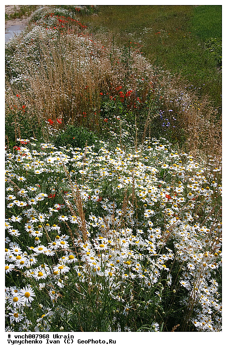 ��������� �������, �������, ������ ����