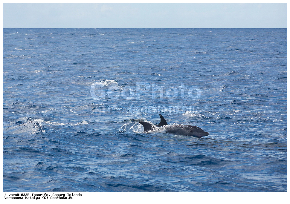 ��������, ��������� �������, ������, ������, ������������� �����, �����, ����, �����, ��������