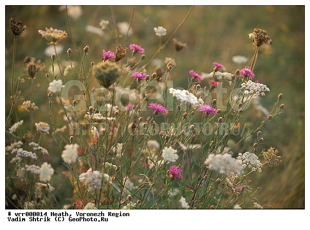 c������ ���������, ����������, �����, ������, ������� �����, �����, �����, �����