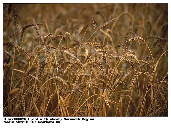 �����, �����, ����, ������, ����