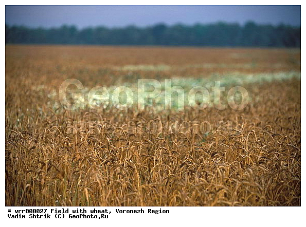 �����, �����, ����, ������, ����