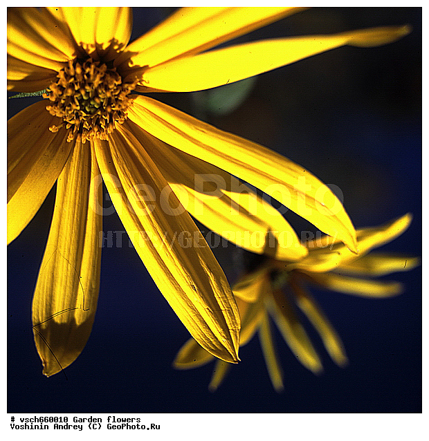 �����, ������� �����, �����