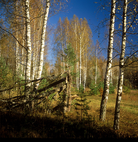 ������������� �������, ������