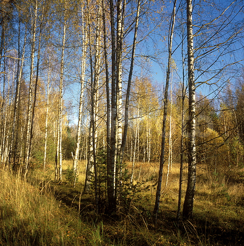 ������������� �������, ������