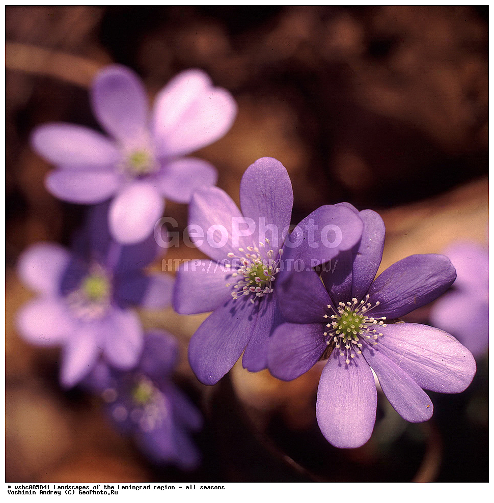 ������, ������������� �������, ������