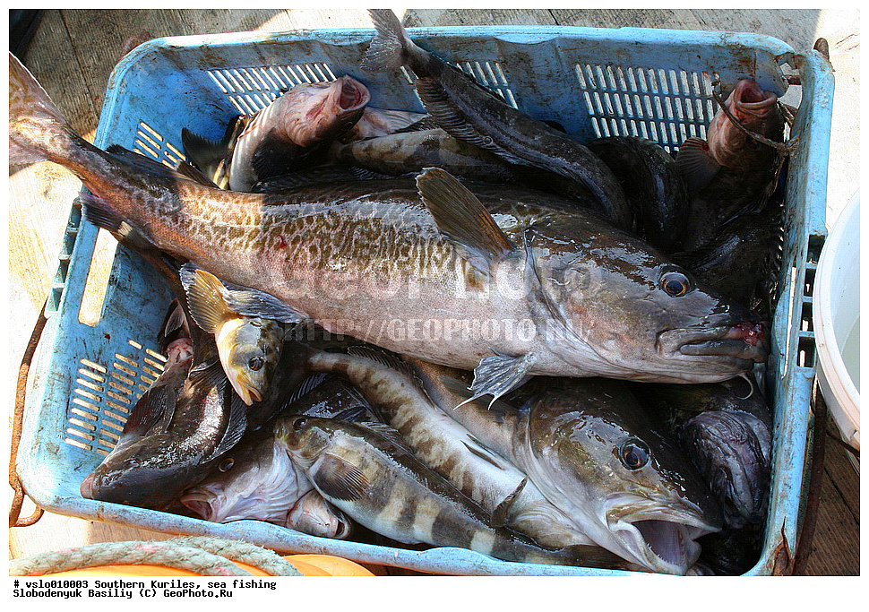 ������, ���������� �������, ������� ��������, �������, ������������, ������, ����������, �������