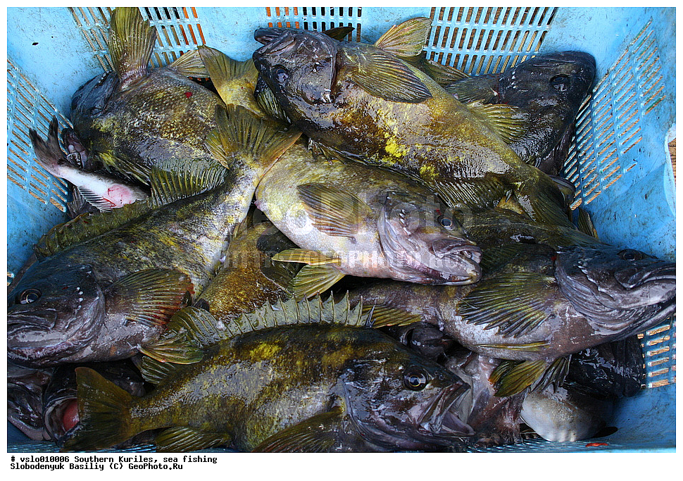 ������, ���������� �������, ������� ��������, �������, ������������, ������, ����������, �������