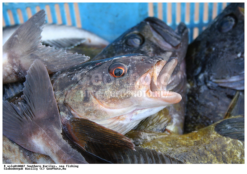 ������, ���������� �������, ������� ��������, �������, ������������, ������, ����������, �������