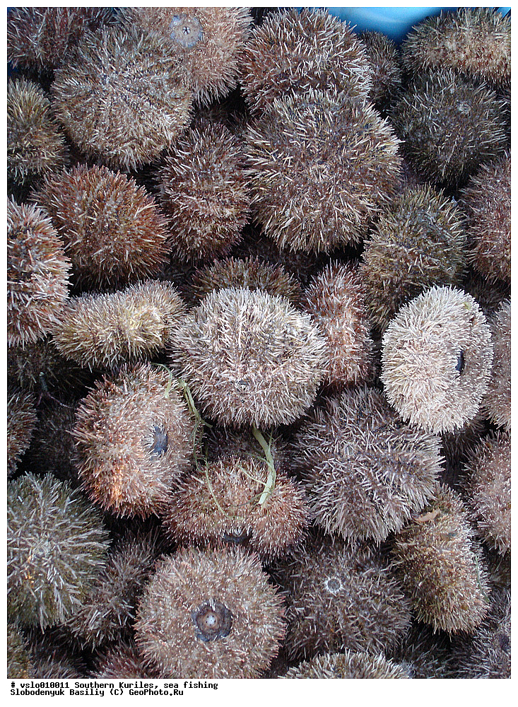 ������, ���������� �������, ������� ��������, �������, ������������, ������, ����������, �������