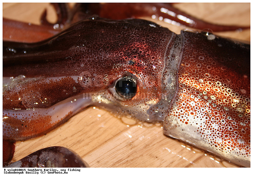 ������, ���������� �������, ������� ��������, �������, ������������, ������, ����������, �������