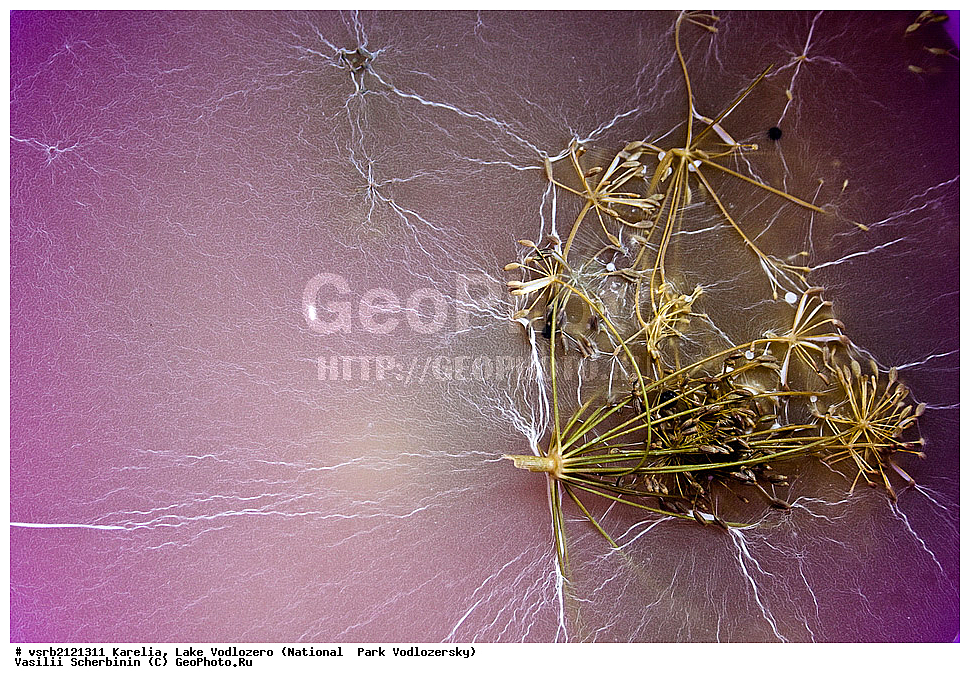 ����� �����������, ����������� �����, ��������, �����, ������� �����, ����, �������, �������, ������, ��������, �����, ������, �������, ���������, ������������  , ��� ����, ����, ������������ ����, �����������, ���