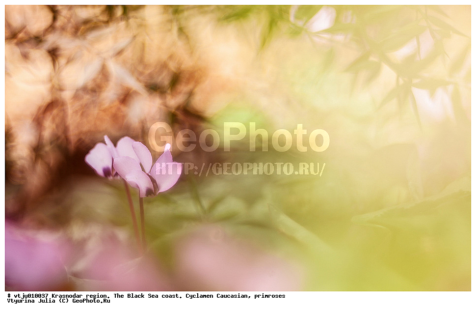 ������������� ����, ���������, ��������, ����, ������ ��������, �����, ���������� ��������, ������������ ��������, ������������ ��������, ������, �����, XYZ, ������������, ����������, Primulaceae, ������ ��������, ������ ����������, �������� ��������, �������� ����������, Cyclamen vernum, Cyclamen caucasicum, Cyclamen coum ssp. caucasicum, Cyclamen europaeum var. caucasicum, ������