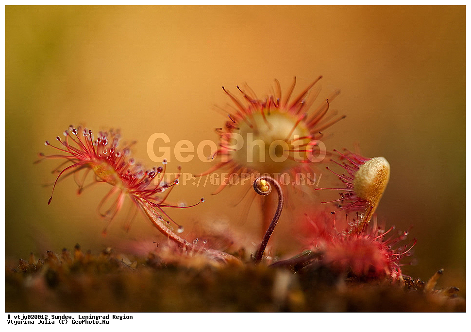 �������, �������������, �������������, �������, ��������, �������������, ������, �����, �����, ��������, �����, ������ ��������, ���������� ��������, ������������ ��������, ������������ ��������, ������, �����, XYZ, ����������, Droseraceae, ������� �������������, Drosera rotundifolia