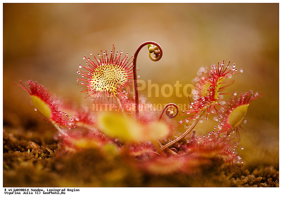 �������, �������������, �������������, �������, ��������, �������������, ������, �����, �����, ��������, �����, ������ ��������, ���������� ��������, ������������ ��������, ������������ ��������, ������, �����, XYZ, ����������, Droseraceae, ������� �������������, Drosera rotundifolia