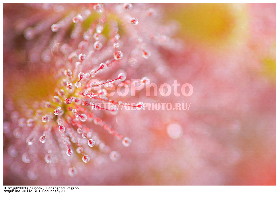 �������, �������������, �������������, �������, ��������, �������������, ������, �����, �����, ��������, �����, ������ ��������, ���������� ��������, ������������ ��������, ������������ ��������, ������, �����, XYZ, ����������, Droseraceae, ������� �������������, Drosera rotundifolia