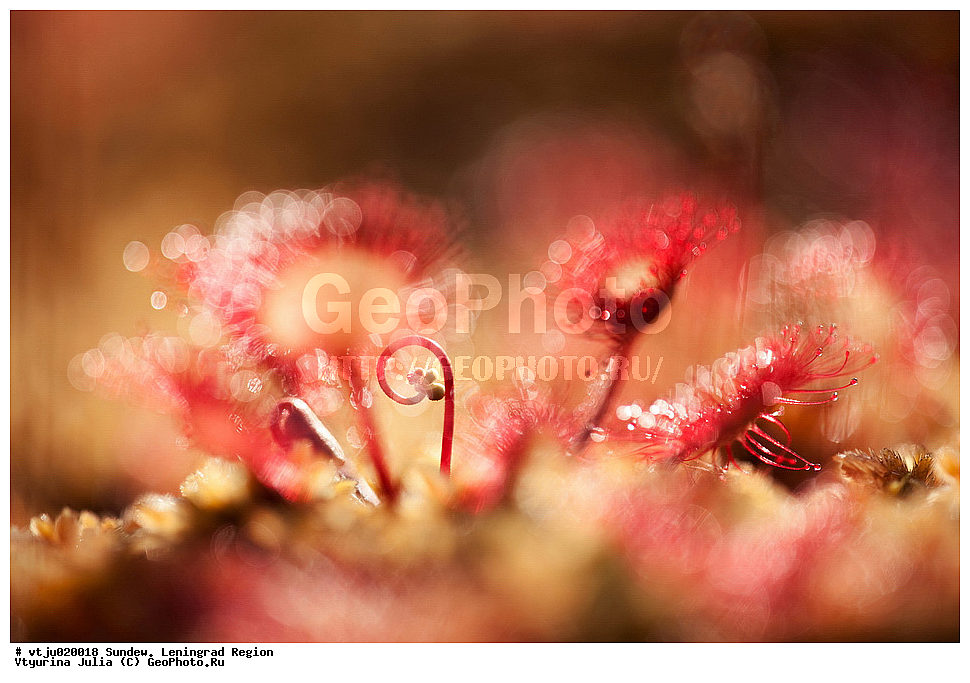 �������, �������������, �������������, �������, ��������, �������������, ������, �����, �����, ��������, �����, ������ ��������, ���������� ��������, ������������ ��������, ������������ ��������, ������, �����, XYZ, ����������, Droseraceae, ������� �������������, Drosera rotundifolia