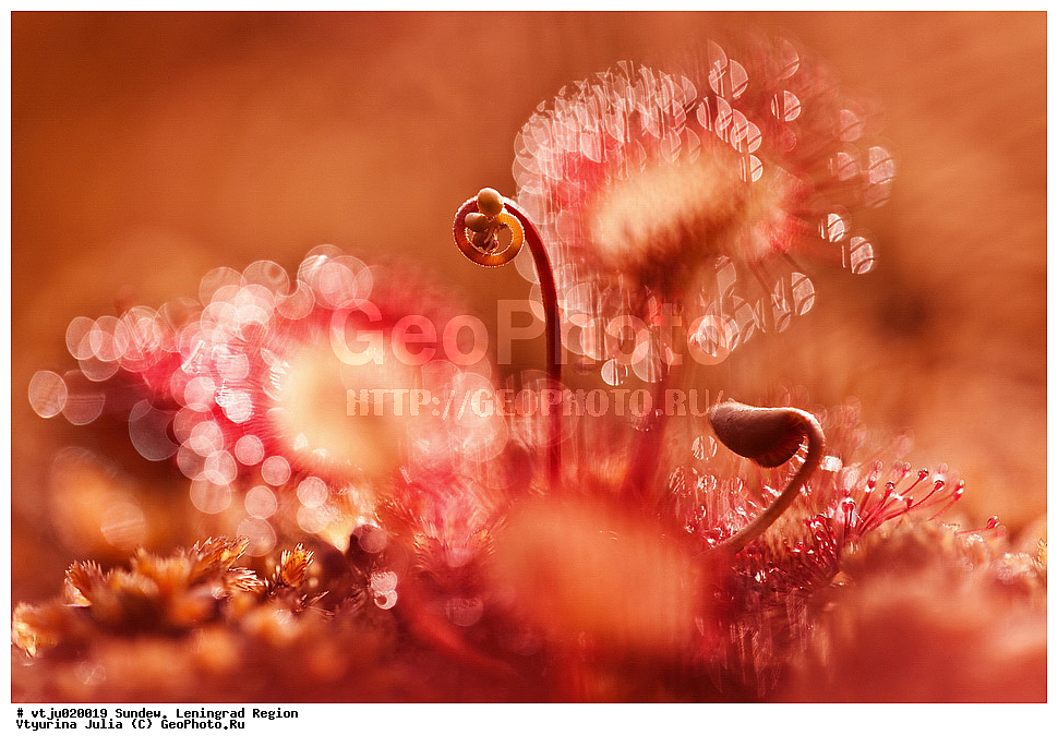 �������, �������������, �������������, �������, ��������, �������������, ������, �����, �����, ��������, �����, ������ ��������, ���������� ��������, ������������ ��������, ������������ ��������, ������, �����, XYZ, ����������, Droseraceae, ������� �������������, Drosera rotundifolia