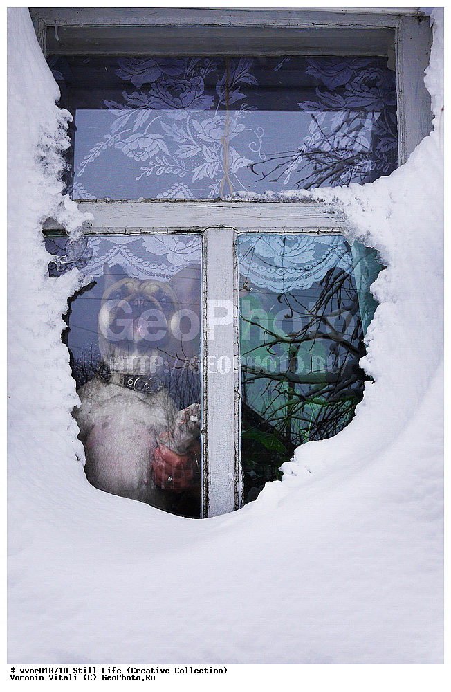 ���������, �������, �����, ����������