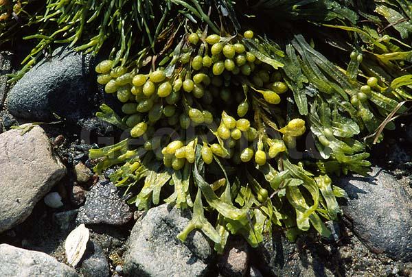 ����� ����, �����, ����������� �����, ������, �������