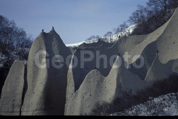 ������� ������, ��������, ���������� �����, �����, ������, �������� ������� �����, ����, �����, ����, ����, �����, ������, �����, �������, ��������, ������, ��������, ��������, �����, �����, ��������, �����������, ������ �����, ������ �����, XYZ, ���������� ��������, ���������� ����, ���������� �����, ����� ��������, ��������� ����������, ����-���������� ��������, ������, ����������, Accipitridae, ���������� �����, ������������� �����, Haliaeetus pelagicus