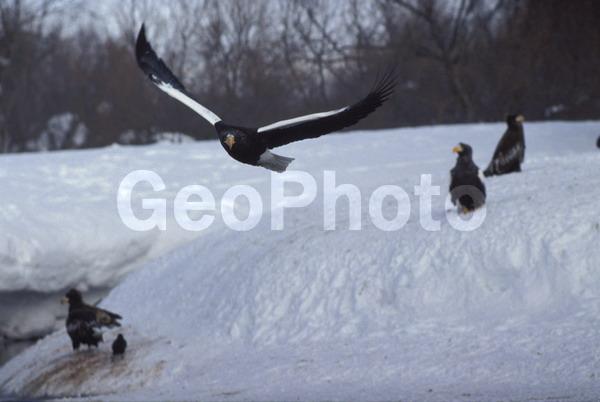 ������� ������, ��������, ���������� �����, �����, ������, �������� ������� �����, ����, �����, ����, ����, �����, ������, �����, �������, ��������, ������, ��������, ��������, �����, �����, ��������, �����������, ������ �����, ������ �����, XYZ, ���������� ��������, ���������� ����, ���������� �����, ����� ��������, ��������� ����������, ����-���������� ��������, ������, ����������, Accipitridae, ���������� �����, ������������� �����, Haliaeetus pelagicus