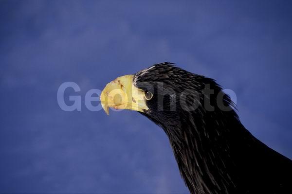 ������� ������, ��������, ���������� �����, �����, ������, �������� ������� �����, ����, �����, ����, ����, �����, ������, �����, �������, ��������, ������, ��������, ��������, �����, �����, ��������, �����������, ������ �����, ������ �����, XYZ, ���������� ��������, ���������� ����, ���������� �����, ����� ��������, ��������� ����������, ����-���������� ��������, ������, ����������, Accipitridae, ���������� �����, ������������� �����, Haliaeetus pelagicus