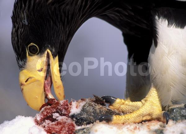 ������� ������, ��������, ���������� �����, �����, ������, �������� ������� �����, ����, �����, ����, ����, �����, ������, �����, �������, ��������, ������, ��������, ��������, �����, �����, ��������, �����������, ������ �����, ������ �����, XYZ, ���������� ��������, ���������� ����, ���������� �����, ����� ��������, ��������� ����������, ����-���������� ��������, ������, ����������, Accipitridae, ���������� �����, ������������� �����, Haliaeetus pelagicus