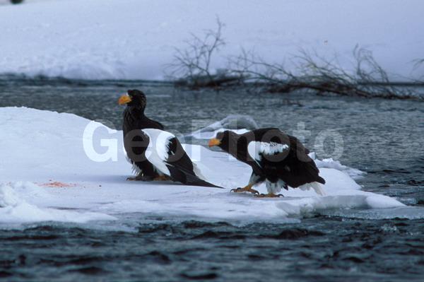 ������� ������, ��������, ���������� �����, �����, ������, �������� ������� �����, ����, �����, ����, ����, �����, ������, �����, �������, ��������, ������, ��������, ��������, �����, �����, ��������, �����������, ������ �����, ������ �����, XYZ, ���������� ��������, ���������� ����, ���������� �����, ����� ��������, ��������� ����������, ����-���������� ��������, ������, ����������, Accipitridae, ���������� �����, ������������� �����, Haliaeetus pelagicus