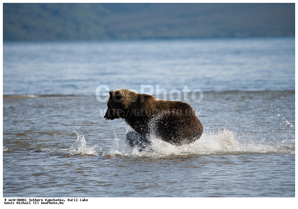 Ursus ARCTOS, ����� �������, �������, �������������, �����, �����, XYZ, ��������, Ursidae, ����� �������, ������������ �������, Ursus arctos