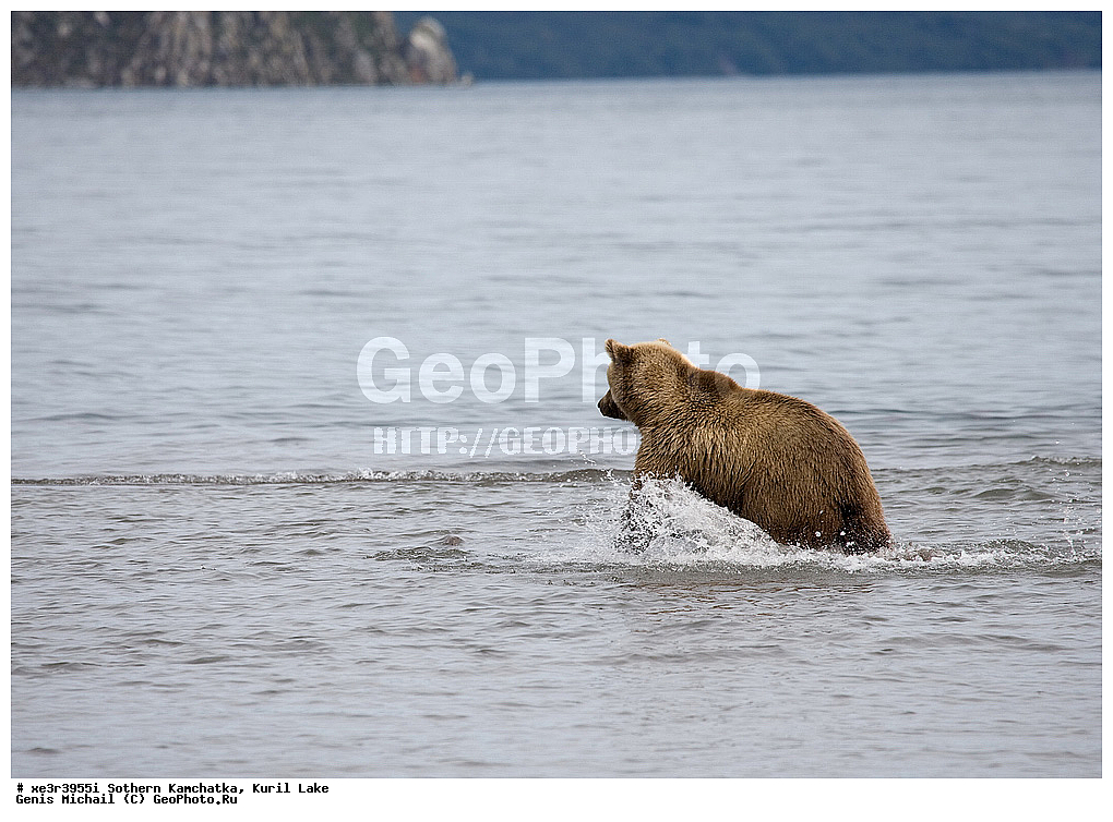 Ursus ARCTOS, ����� �������, �������, �������������, �����, �����, XYZ, ��������, Ursidae, ����� �������, ������������ �������, Ursus arctos